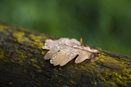 broyeur de branches